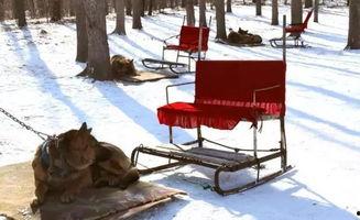 成人雪橇视频在线播放,感受速度与激情-第2张图片-成人影视大全