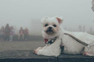 男男成人黄色狗视频,男男激情瞬间-第3张图片-成人影视大全