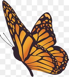 蝴蝶视频下载成人版,探索隐秘内容的世界-第1张图片-成人影视大全