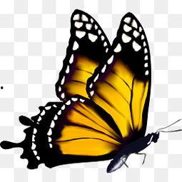 蝴蝶视频下载成人版,探索隐秘内容的世界-第3张图片-成人影视大全