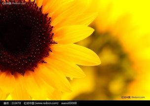 成人向日葵视频黄网站-第3张图片-成人影视大全