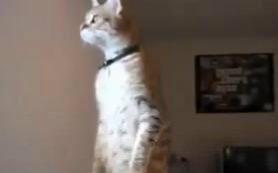 动物变成人爆火视频大全-第2张图片-成人影视大全