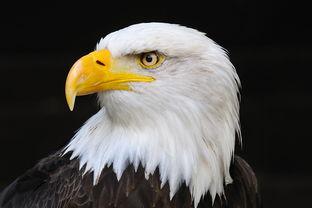 老鹰直接变成人吗视频,探寻神秘生物的神奇蜕变-第3张图片-成人影视大全