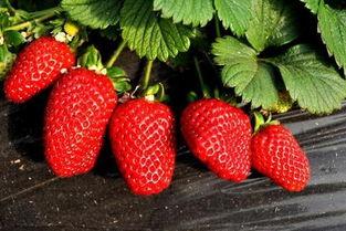 草莓在线成人羞羞视频-第3张图片-成人影视大全 草莓在线成人羞羞视频-第3张图片-成人影视大全