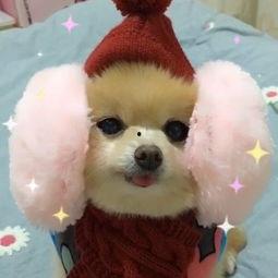 宠物变成人的表现视频,宠物变人瞬间，萌态百出！-第1张图片-成人影视大全