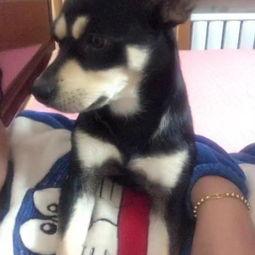 宠物变成人的表现视频,宠物变人瞬间，萌态百出！-第2张图片-成人影视大全