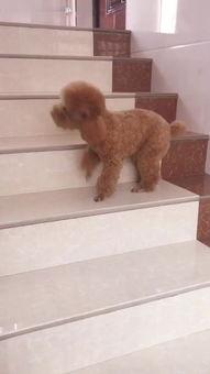 宠物变成人的表现视频,宠物变人瞬间，萌态百出！-第3张图片-成人影视大全