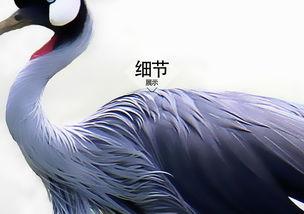 成人简单画鸵鸟视频图片,简单步骤绘制鸵鸟教程-第1张图片-成年电影网