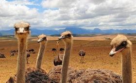 成人简单画鸵鸟视频图片,简单步骤绘制鸵鸟教程-第2张图片-成年电影网