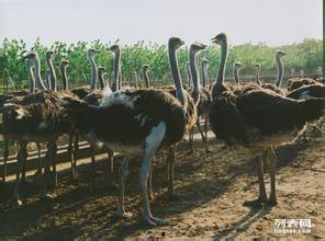 成人简单画鸵鸟视频图片,简单步骤绘制鸵鸟教程-第3张图片-成年电影网