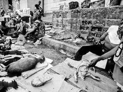 动物猩猩变成人视频,揭秘动物变人的奇幻之旅-第1张图片-成年电影网