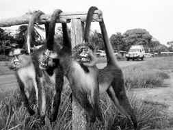 动物猩猩变成人视频,揭秘动物变人的奇幻之旅-第2张图片-成年电影网