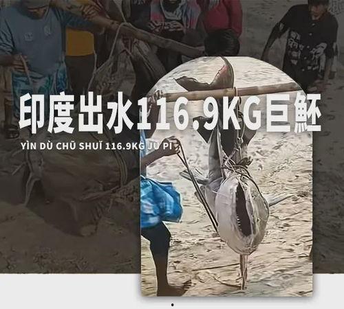 成人吃大鱼视频播放,成人视角下的美食探索之旅-第3张图片-成年电影网