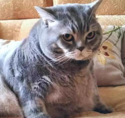 小猫变成人怀孕视频,怀孕之谜揭秘-第1张图片-成年电影网