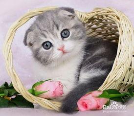 小猫变成人怀孕视频,怀孕之谜揭秘-第2张图片-成年电影网