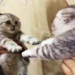 小猫变成人怀孕视频,怀孕之谜揭秘-第3张图片-成年电影网