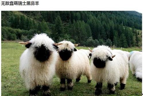 小羊变成人形帅哥视频,奇幻变身记-第1张图片-成年电影网