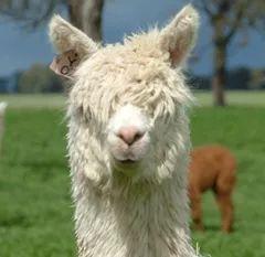 小羊变成人形帅哥视频,奇幻变身记-第2张图片-成年电影网